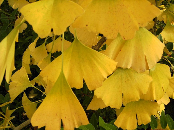 Herbstfaerbung beim Ginkgo biloba 'Princeton Sectry' - Faecherblattbaum - Elefantenohrbaum - Entenfußbaum