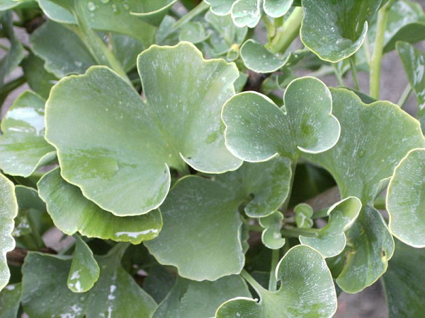 Ginkgo biloba Globus