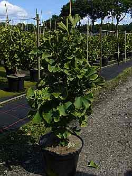 Ginkgo biloba 'Simon' - Faecherblattbaum -