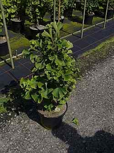 Faecherblattbaum - Elefantenohrbaum - Entenfußbaum -  Ginkgo biloba 'Simon'