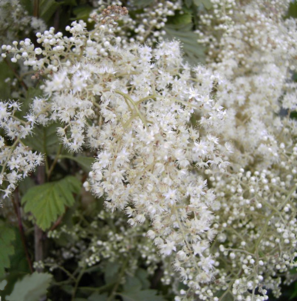 Scheinspiere - Schaumspiere - Kaskadenstrauch - Holidiscus discolor var. arifolius