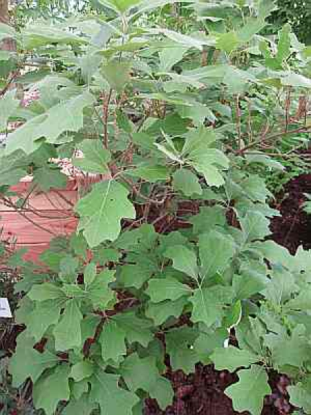 Quercus ilicifolia 'Nana' (40-60 cm) - Amerikanische Straucheiche
