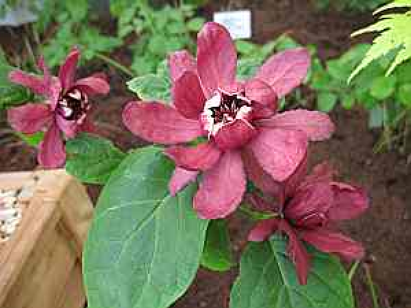 Sinocalycalycanthus raulstonii 'Hartlage Wine' (30-40 cm) Chinesischer Wachsstrauch