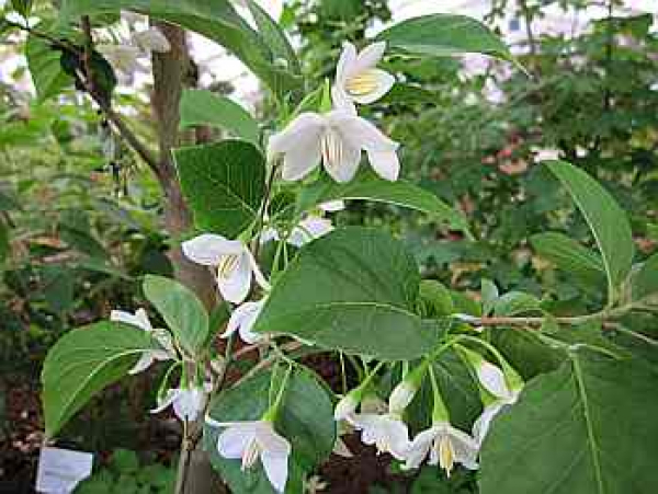 Styrax japonica 'Emerald Pagoda' (40-60 cm) - Japanischer Schneeglöckchenstrauch