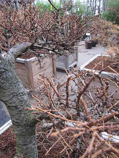 Larix kaempferii Bonsai (150-175 cm) - Japanischer Lärchen Bonsai