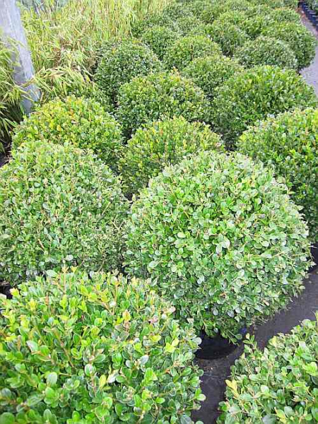 Buxus microphylla 'Faulkner' Kugel (30-35 cm) - Faulkner Kugel-Buchsbaum