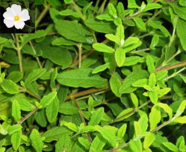 Cistus salviifolius - Salbeiblättrige Zistrose -