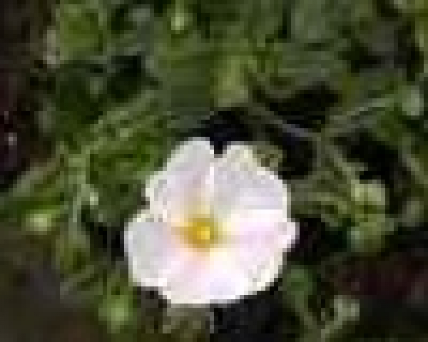 Cistus salviifolius - Salbeiblättrige Zistrose -