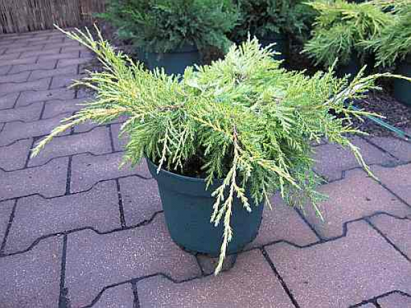 Juniperus chinensis "Dierks Gold" 25-30