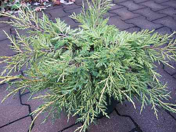 Juniperus chinensis "Dierks Gold" 25-30
