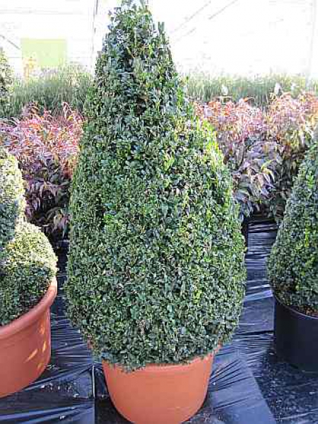 Buxus sempervirens arborescens 'Kegel' (80-90 cm) - Formschnittgehölz - Buchsbaum-Kegel