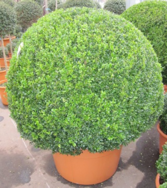 Buxus sempervirens arborescens 'Kugel' (100-125 cm) - Formschnitt Buchsbaum-Kugel