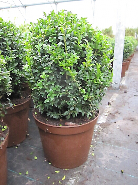 Buxus sempervirens arborescens Kugel (25-30 cm) - Formschnittgehölz Buchsbaum-Kugel