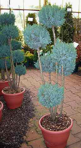 Chamaecyparis lawsoniana 'Ellwoodii' Pompon ( ca. 60-80 cm) - Scheinzypresse (Oregonzeder)