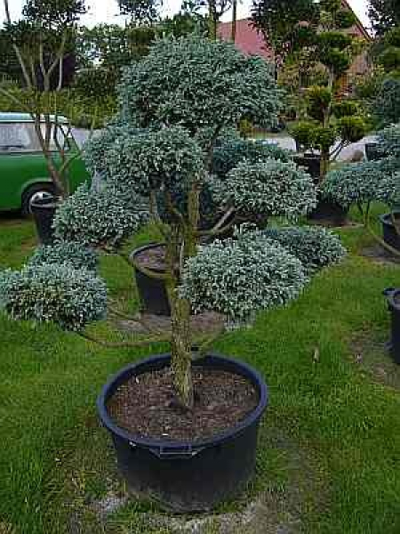 Chamaecyparis pisifera 'Boulevard' Formschnitt (140 cm) - Formschnittgehölz Sawara-Scheinzypresse TYP A