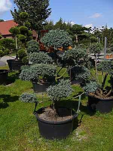 Chamaecyparis pisifera 'Boulevard' Formschnitt (140 cm) - Formschnittgehölz Sawara-Scheinzypresse TYP B