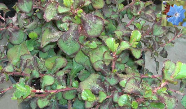Ceratostigma 'Griffithii' (15-20 cm) - Burma-Bleiwurz (Hornnarbe)