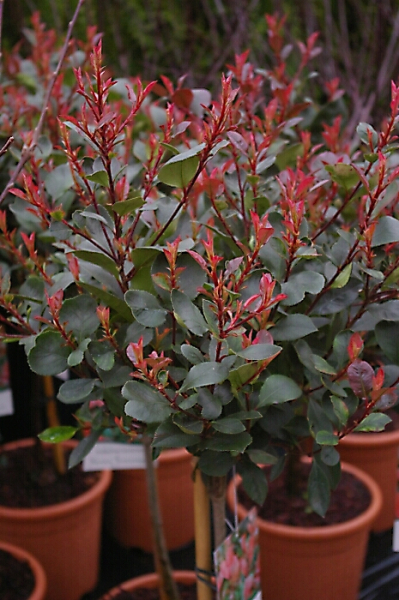 Photinia fraseri 'Little Red Robin' (ca. 30-40 cm) Strauch (Glanzmispel)