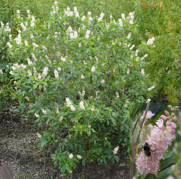Clethra alnifolia 'Pink Spire' (40-60 cm) - Zimterle (Scheineller, Silberkerzenstrauch)