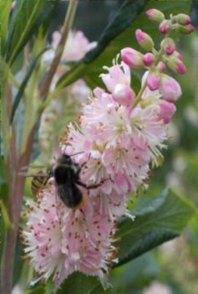 Clethra alnifolia 'Pink Spire' (40-60 cm) - Zimterle (Scheineller, Silberkerzenstrauch)