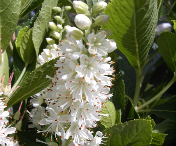 Clethra alnifolia (40-60 cm) - Zimterle (Scheineller, Silberkerzenstrauch)