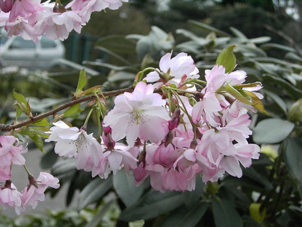 Prunus 'Accolade' (60-100 cm) - Zierkirsche (frühe Zierkirsche)