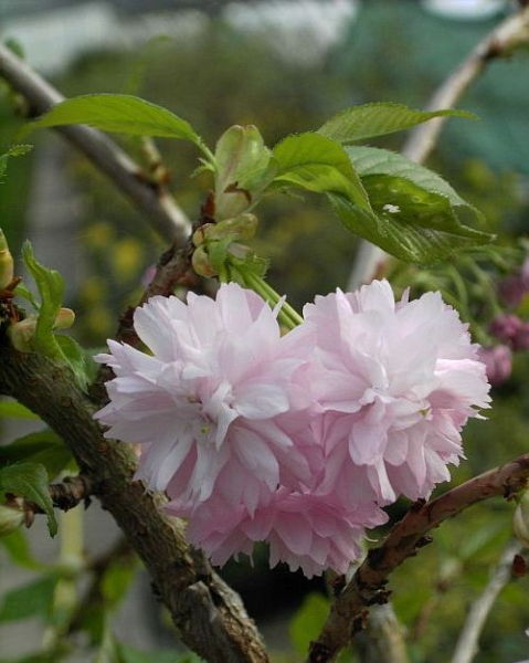 Prunus serrulata 'Kiku-shidare-Zakura' (60-100 cm) - Japanische Hänge-Zierkirsche