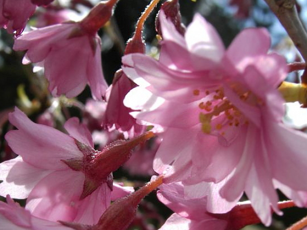 Prunus subhirtella 'Autumnalis rosea' (60-100 cm) - Japanische Schneekirsche (Winterkirsche)