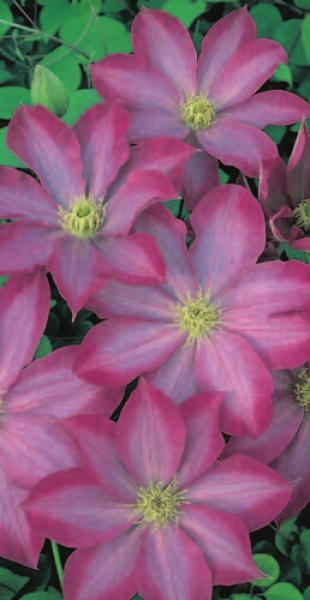 Clematis hybride 'Pink Champagne' (60-100 cm) - Waldrebe (Klematis)