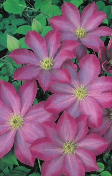 Clematis hybride 'Pink Champagne' (60-100 cm) - Waldrebe (Klematis)