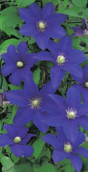 Clematis hybride Lasurstern 60-100 cm - Waldrebe / Klematis Lasurstern
