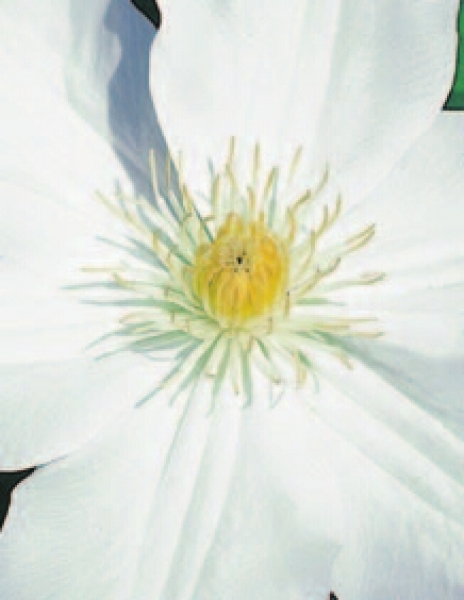 Clematis 'Madame le Coultre' (60-100 cm) - Waldrebe (großblumige Klematis)