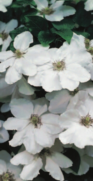Clematis 'Madame le Coultre' (60-100 cm) - Waldrebe (großblumige Klematis)