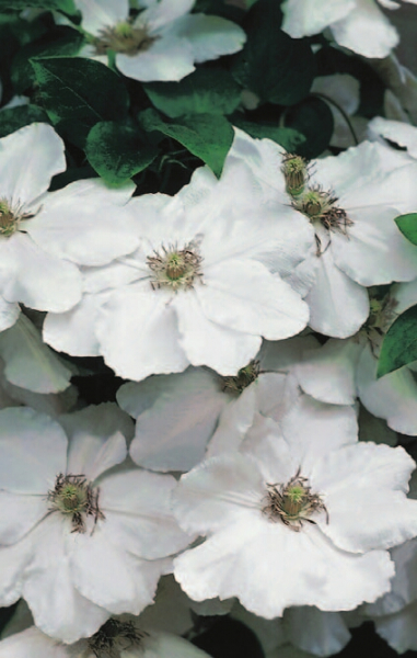 Clematis 'Madame le Coultre' (60-100 cm) - Waldrebe (großblumige Klematis)