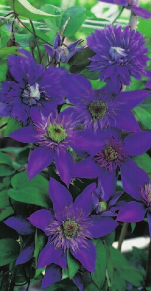Clematis hybride 'Multi Blue' (60-100 cm) - Waldrebe (mittelgroß-blumige Klematis)