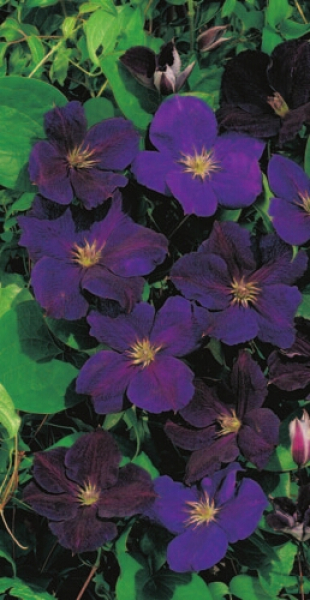 Clematis hybride 'Jackmanii Superba' (60-100 cm) - Waldrebe (Klematis)