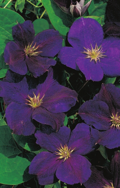 Clematis hybride 'Jackmanii Superba' (60-100 cm) - Waldrebe (Klematis)