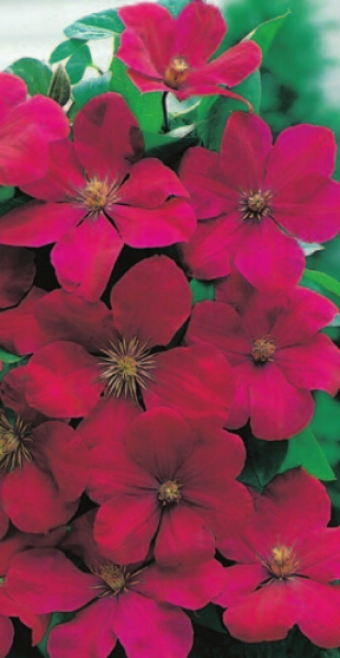 Clematis hybride 'Rouge Cardinal' (60-100 cm) - Waldrebe (großblütige Klematis)