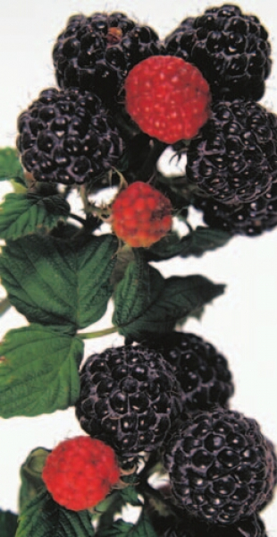 Rubus idaeus 'Black Jewel' (50 cm) - Himbeere
