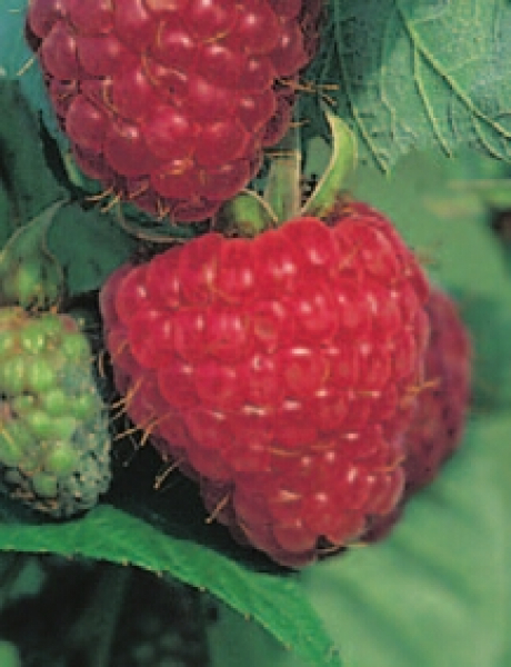 Himbeere Zefa Herbsternte