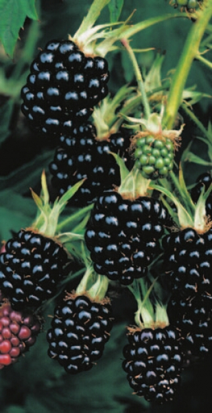 Schwarze Brombeere Thornless Evergreen