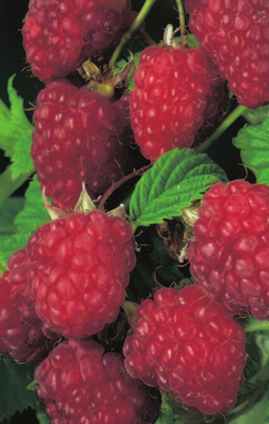 Rubus idaeus 'Malling Promise' (40-50 cm) - Rote Himbeere