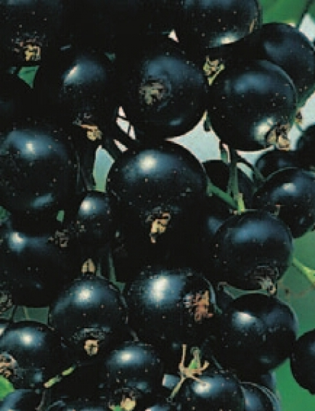 Ribes nigrum 'Silvergieters' (40-50 cm) - Schwarze Johannisbeere