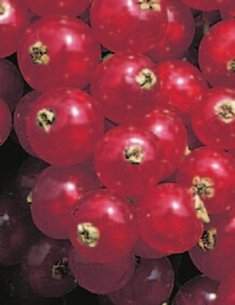 Ribes rubrum 'Rovada' (40-50 cm) - Rote Johannisbeere