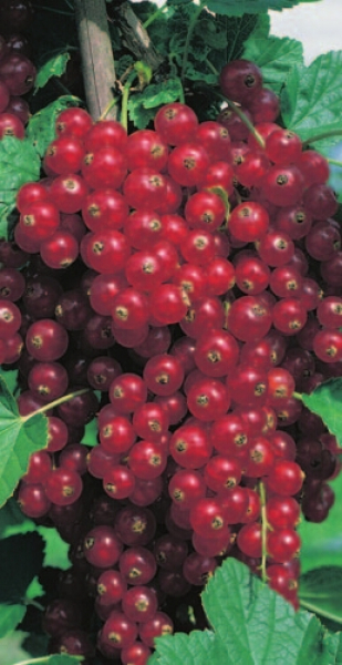 Ribes rubrum 'Rovada' (40-50 cm) - Rote Johannisbeere