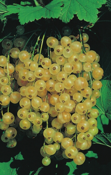 Ribes rubrum 'Weiße Versailler' (40-50 cm) - Weiße Johannisbeere