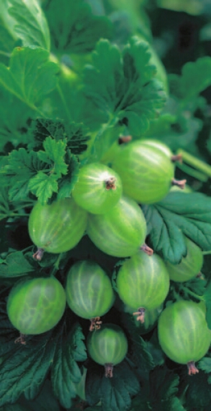 Ribes uva crispa 'Hinnonmäki grün' (40-50 cm) - Grüne Stachelbeere