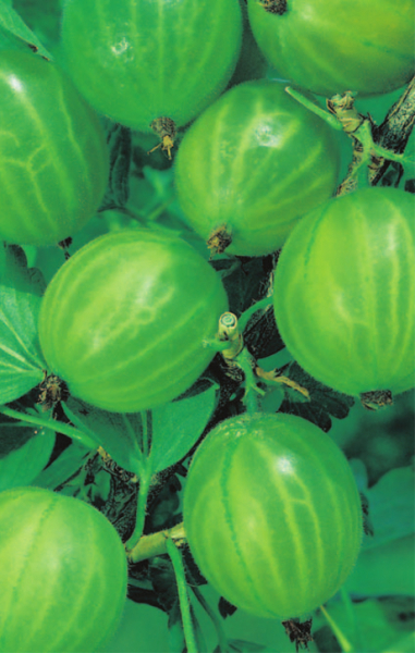 Grüne Stachelbeere Mucurines