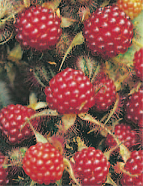 Rubus phoenicolasius (40-50 cm) - Japanische Weinbeere