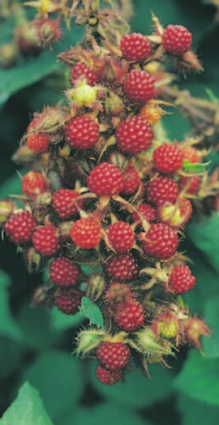 Rubus phoenicolasius (40-50 cm) - Japanische Weinbeere